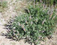 silky lupine (<em>Lupinus sericeus var. sericeus</em>)