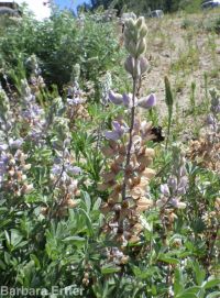silky lupine (<em>Lupinus sericeus var. sericeus</em>)