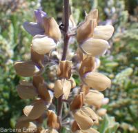 silky lupine (<em>Lupinus sericeus var. sericeus</em>)