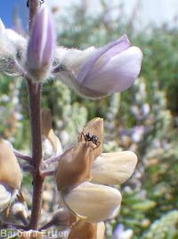 silky lupine (<em>Lupinus sericeus var. sericeus</em>)