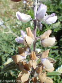 silky lupine (<em>Lupinus sericeus var. sericeus</em>)