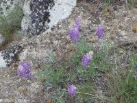 silky lupine (<em>Lupinus sericeus var. sericeus</em>)