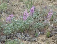 silky lupine (<em>Lupinus sericeus var. sericeus</em>)