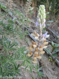 silky lupine (<em>Lupinus sericeus var. sericeus</em>)