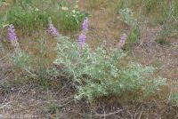 silky lupine (<em>Lupinus sericeus var. sericeus</em>)