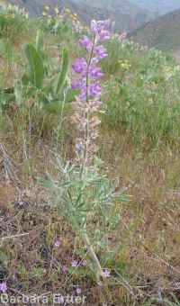 silky lupine (<em>Lupinus sericeus var. sericeus</em>)