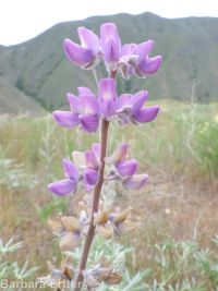 silky lupine (<em>Lupinus sericeus var. sericeus</em>)
