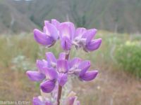 silky lupine (<em>Lupinus sericeus var. sericeus</em>)
