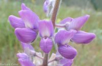 silky lupine (<em>Lupinus sericeus var. sericeus</em>)