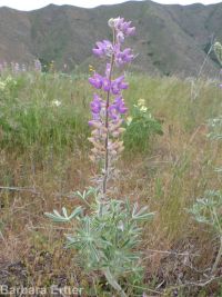silky lupine (<em>Lupinus sericeus var. sericeus</em>)