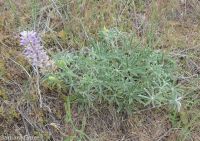 silky lupine (<em>Lupinus sericeus var. sericeus</em>)