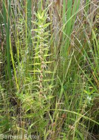 cutleaf or American water-horehound (<em>Lycopus americanus</em>)