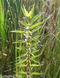cutleaf or American water-horehound (<em>Lycopus americanus</em>)