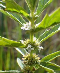 cutleaf or American water-horehound (<em>Lycopus americanus</em>)