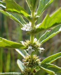 cutleaf or American water-horehound (<em>Lycopus americanus</em>)