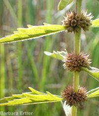 cutleaf or American water-horehound (<em>Lycopus americanus</em>)