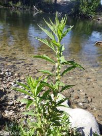 cutleaf or American water-horehound (<em>Lycopus americanus</em>)