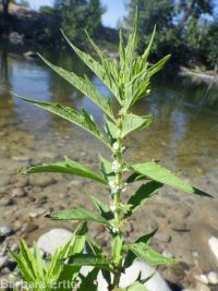 cutleaf or American water-horehound (<em>Lycopus americanus</em>)