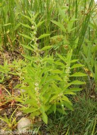 cutleaf or American water-horehound (<em>Lycopus americanus</em>)