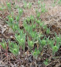 threadstem tarweed (<em>Madia exigua</em>)