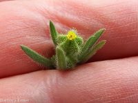 threadstem tarweed (<em>Madia exigua</em>)