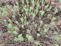 threadstem tarweed (<em>Madia exigua</em>)