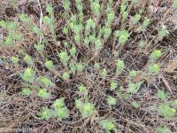 threadstem tarweed (<em>Madia exigua</em>)