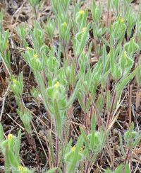 threadstem tarweed (<em>Madia exigua</em>)