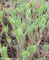 threadstem tarweed (<em>Madia exigua</em>)