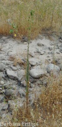 clustered or mountain tarweed (<em>Madia glomerata</em>)