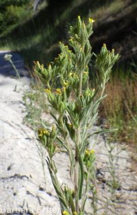clustered or mountain tarweed (<em>Madia glomerata</em>)