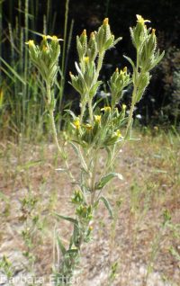 clustered or mountain tarweed (<em>Madia glomerata</em>)
