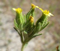 clustered or mountain tarweed (<em>Madia glomerata</em>)