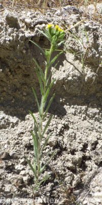 clustered or mountain tarweed (<em>Madia glomerata</em>)