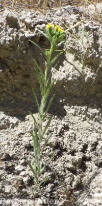 clustered or mountain tarweed (<em>Madia glomerata</em>)
