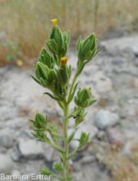 clustered or mountain tarweed (<em>Madia glomerata</em>)
