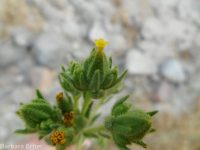 clustered or mountain tarweed (<em>Madia glomerata</em>)