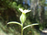 clustered or mountain tarweed (<em>Madia glomerata</em>)
