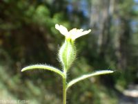 clustered or mountain tarweed (<em>Madia glomerata</em>)
