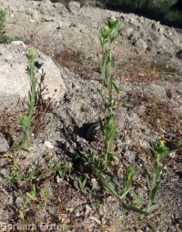 clustered or mountain tarweed (<em>Madia glomerata</em>)