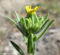 clustered or mountain tarweed (<em>Madia glomerata</em>)