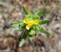 clustered or mountain tarweed (<em>Madia glomerata</em>)