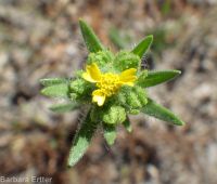 clustered or mountain tarweed (<em>Madia glomerata</em>)