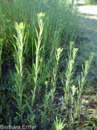 clustered or mountain tarweed (<em>Madia glomerata</em>)