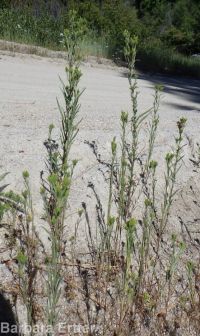 clustered or mountain tarweed (<em>Madia glomerata</em>)