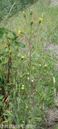 common tarweed (<em>Madia gracilis</em>)