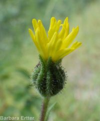 common tarweed (<em>Madia gracilis</em>)
