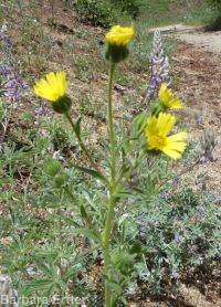 common tarweed (<em>Madia gracilis</em>)