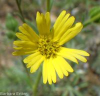 common tarweed (<em>Madia gracilis</em>)
