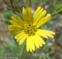 common tarweed (<em>Madia gracilis</em>)